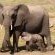 Tembe Elephant Lodge