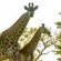 Tembe Elephant Lodge