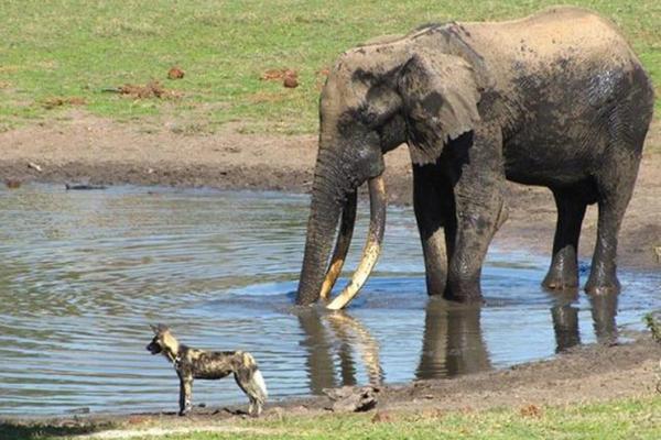 Tembe Elephant Lodge