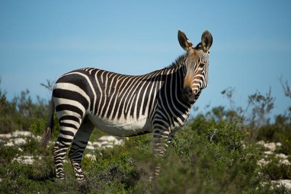 Accommodation - De Hoop Nature Reserve