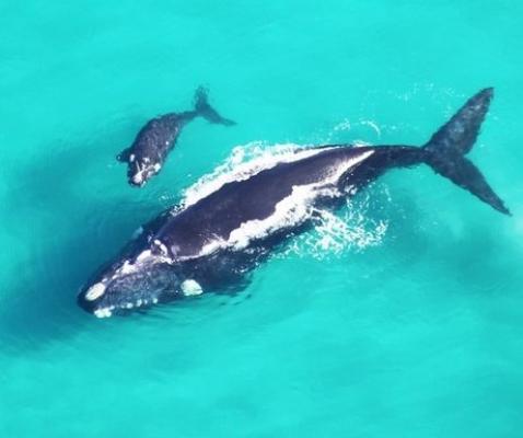 De Hoop Nature Reserve