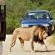 Game Drive to Addo Elephant National Park 