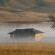 Early Mist