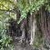 Whispering tree