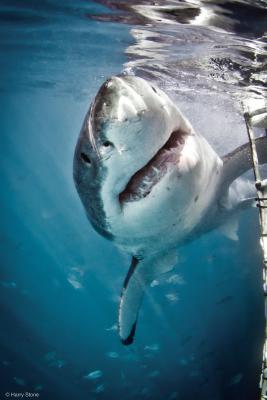 White Shark Ventures