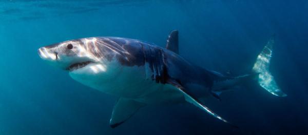White Shark Ventures