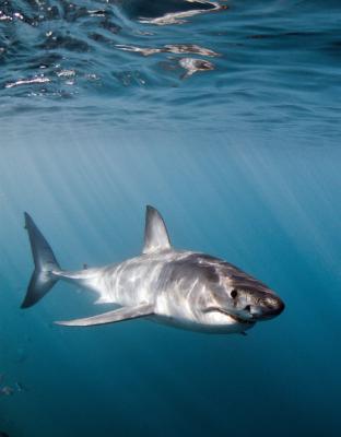White Shark Ventures