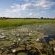 lily covered wetlands