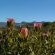fynbos nature reserve