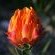 fynbos nature reserve