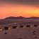Desert Quiver Camp