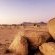 Desert Quiver Camp
