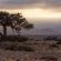 Desert Quiver Camp