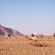 Desert Quiver Camp