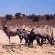 Nossob Restcamp - Kgalagadi Park