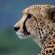 Mkuze Falls Private Game Reserve