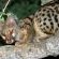 Mkuze Falls Private Game Reserve