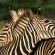 Mkuze Falls Private Game Reserve