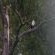 Resident eagles