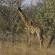 Ubumanzi Game Lodge