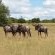Wildebeest