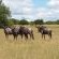 Wildebeest