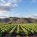 Tanagra vineyards