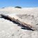 Arniston Wreck