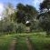 Lower Olive Grove