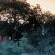 Little Bush Camp