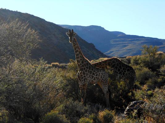 Lemoenfontein Game Lodge