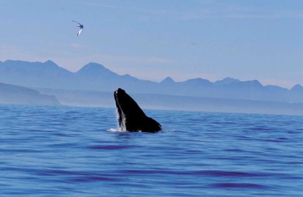 Whale Watching