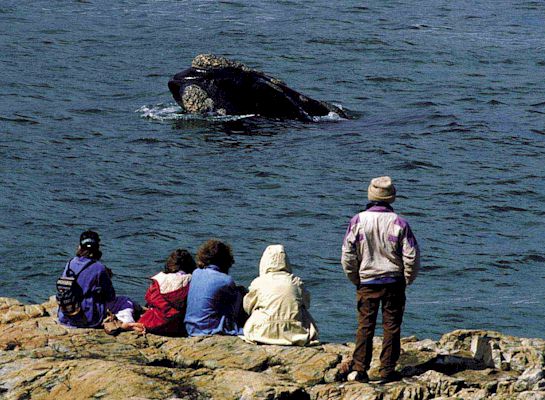Whale Watching