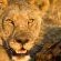 Black Rhino Game Lodge - Pilanesberg Game Reserve