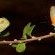 Black Rhino Game Lodge - Pilanesberg Game Reserve