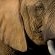 Black Rhino Game Lodge - Pilanesberg Game Reserve