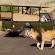 Tshukudu Bush Lodge