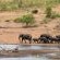 Tshukudu Bush Lodge