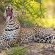 Cheetah Plains Private Game Reserve