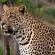 Cheetah Plains Private Game Reserve
