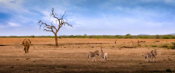 Madikwe Game Reserve