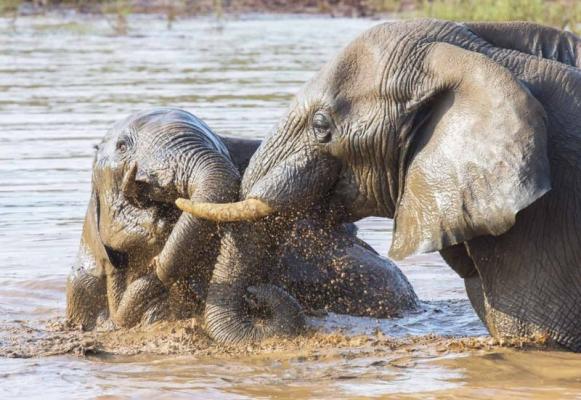 Madikwe Game Reserve