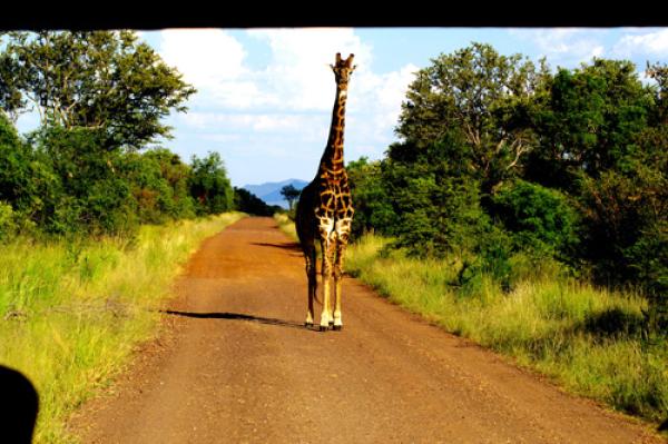 Madikwe Game Reserve