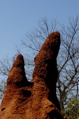 Madikwe Game Reserve