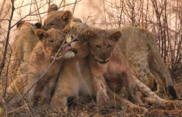 Madikwe Game Reserve