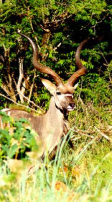 Madikwe Game Reserve