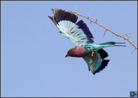 Madikwe Game Reserve