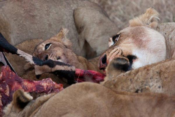 Madikwe Game Reserve