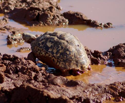 Madikwe Game Reserve