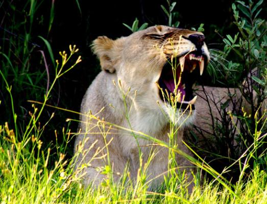 Madikwe Game Reserve